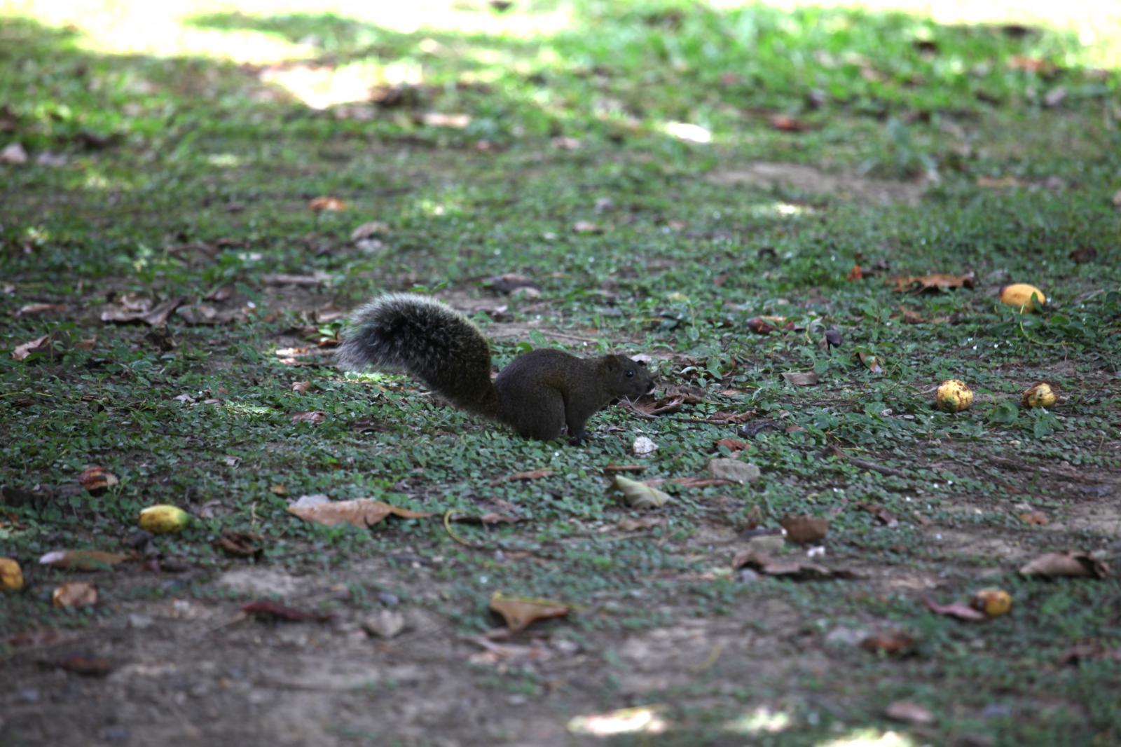 樹冠跑酷大師：赤腹松鼠（Pallas's Squirrel）