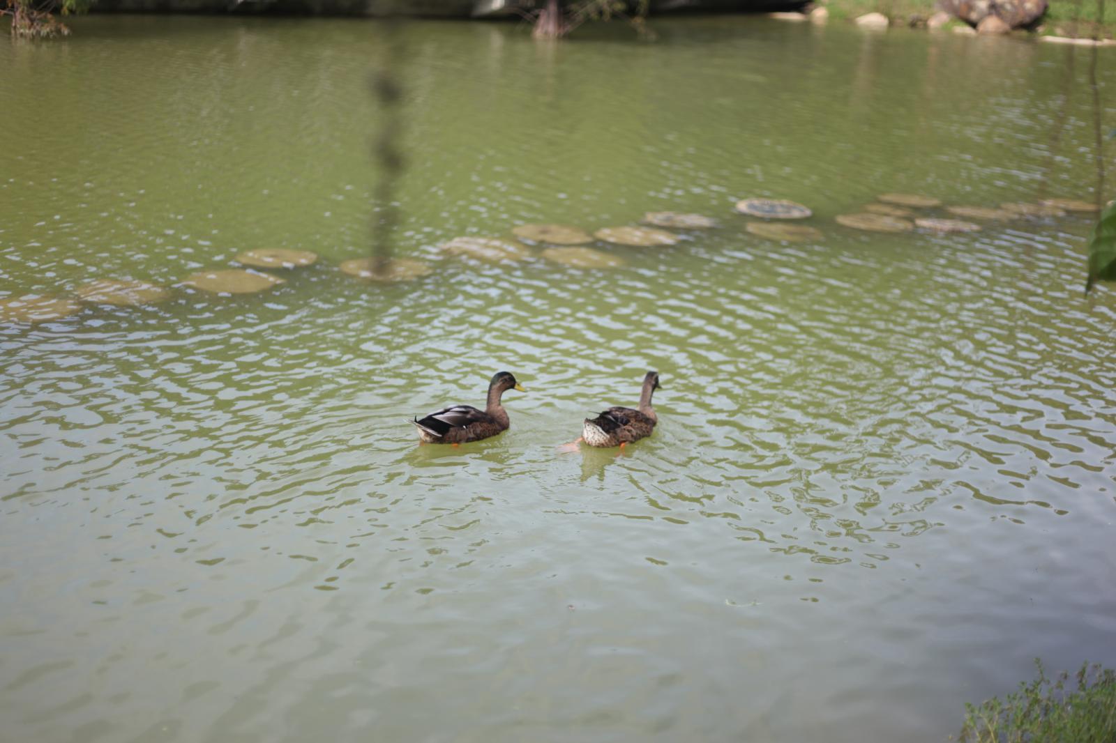 水岸名模：綠頭鴨（Mallard）