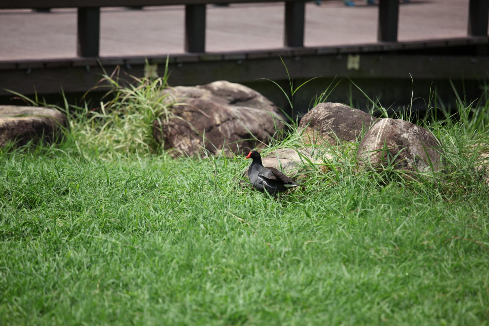 紅鼻水岸巡邏官：紅冠水雞（Common Moorhen）