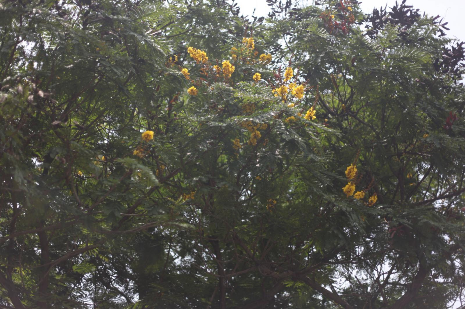 夏末黃金樹皇：盾柱木（Yellow Poinciana）