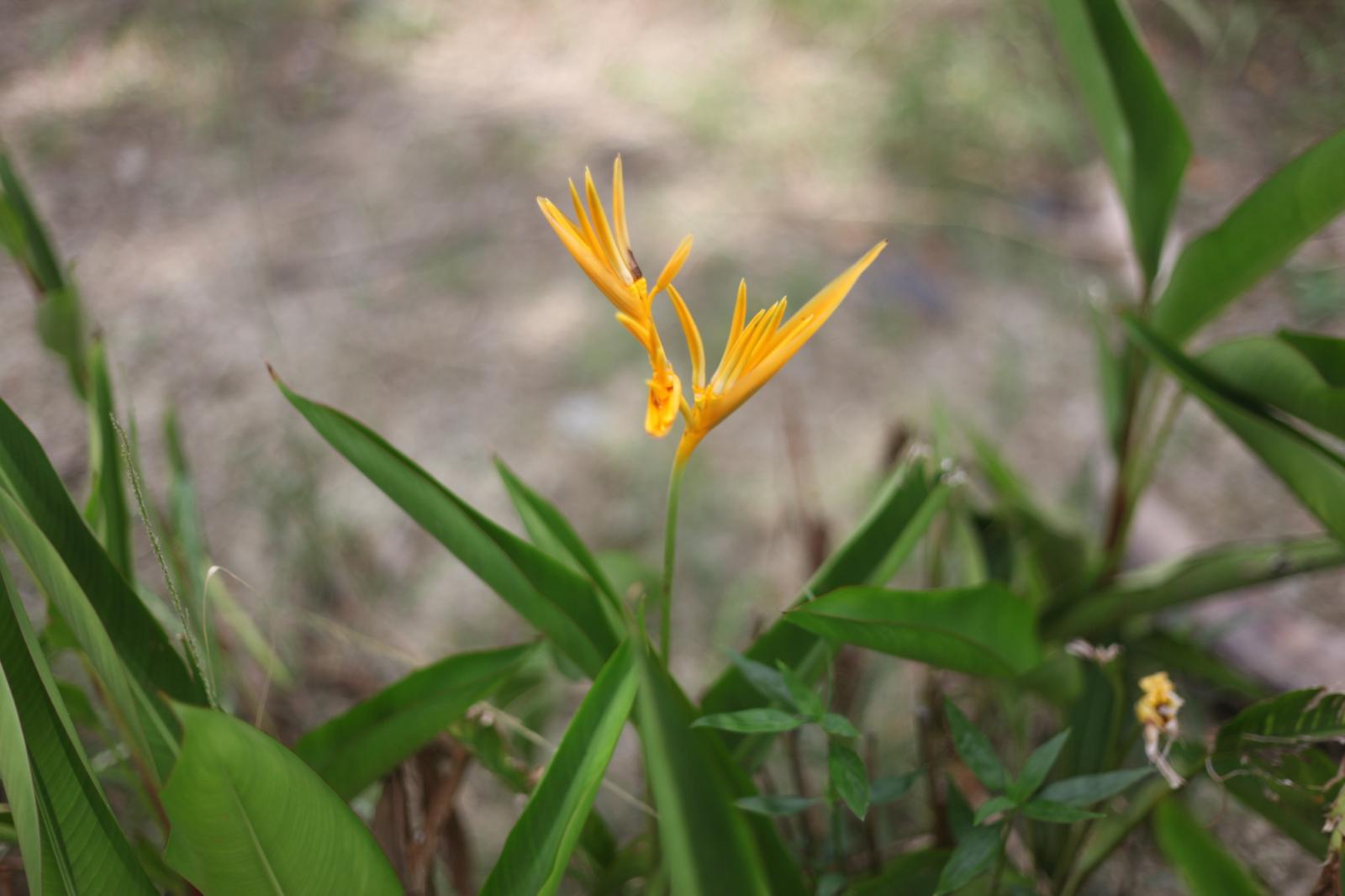 熱帶金羽小鸚鵡：黃麗鳥蕉（Golden Torch）