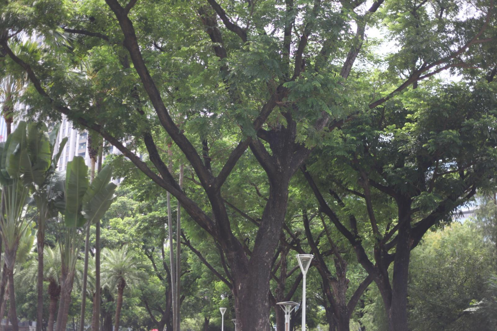 天然巨型遮陽傘：雨豆樹（Rain Tree）