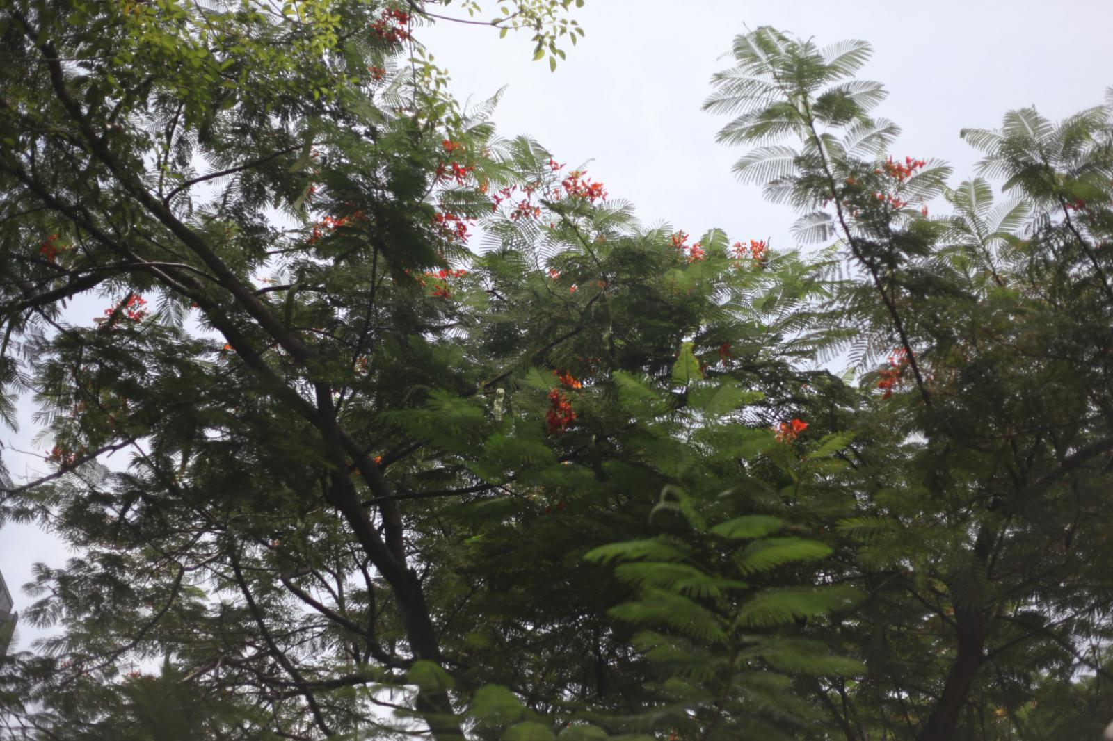 盛夏赤紅火焰：鳳凰木（Royal Poinciana）