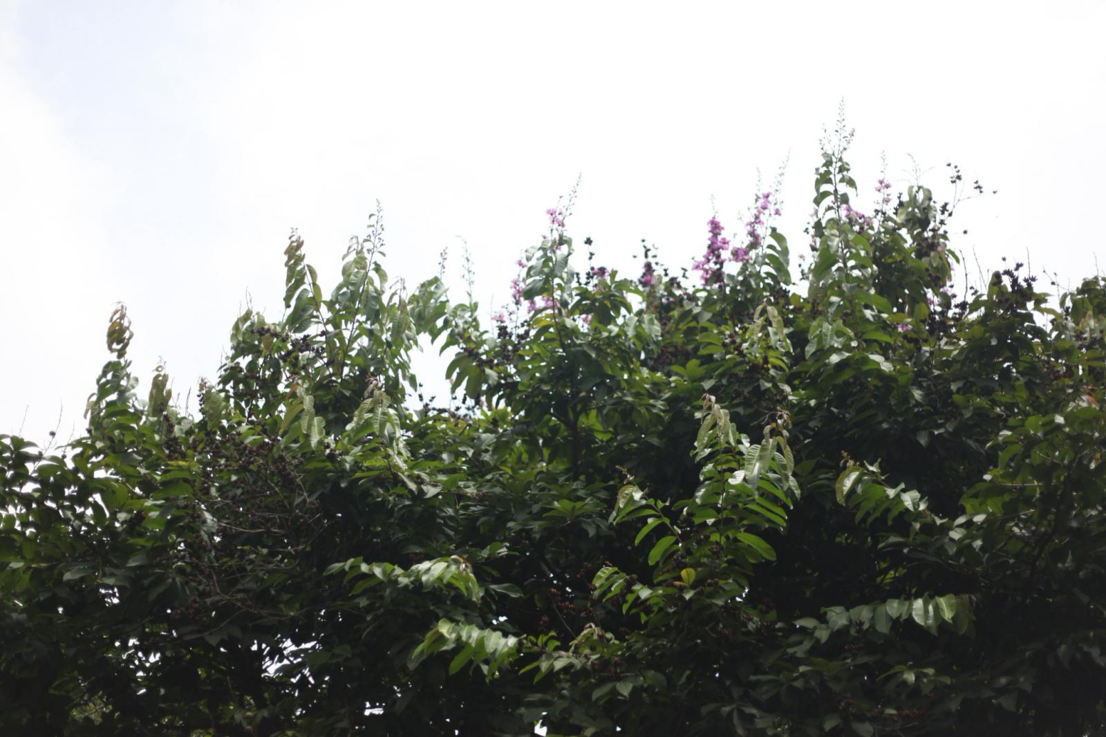 樹梢紫霞仙子：大花紫薇（Queen Crape Myrtle）