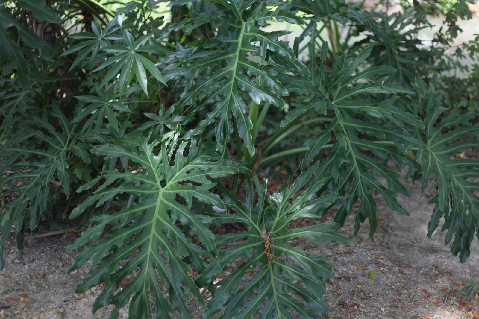 雨林霸氣大羽扇：羽裂蔓綠絨（春羽）