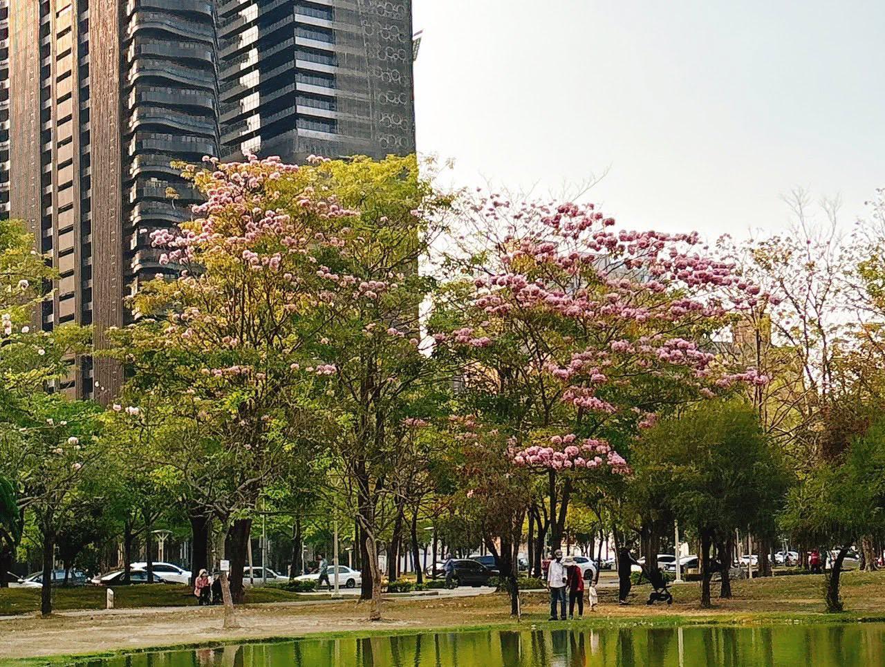 【春季限定】粉紅浪漫來襲！凹子底森林公園洋紅風鈴木盛開