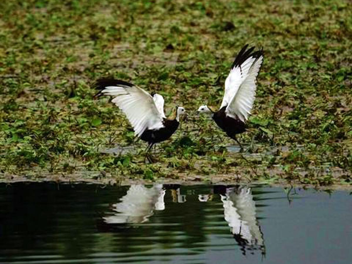 洲仔濕地公園